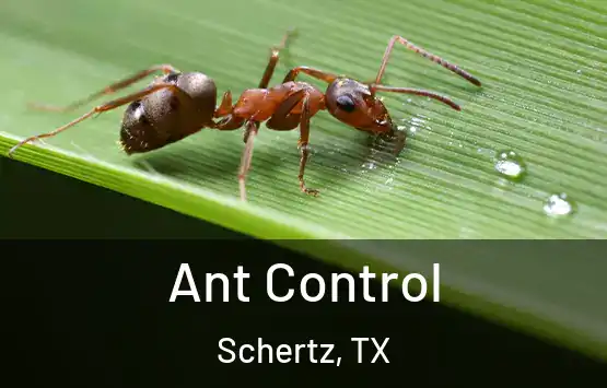  Ant Control Schertz, TX