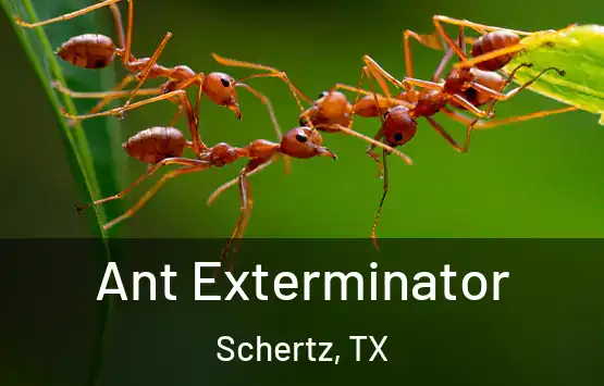  Ant Exterminator Schertz, TX
