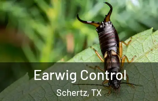  Earwig Control Schertz, TX