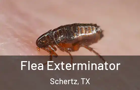  Flea Exterminator Schertz, TX