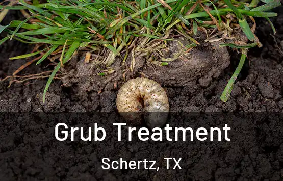  Grub Treatment Schertz, TX