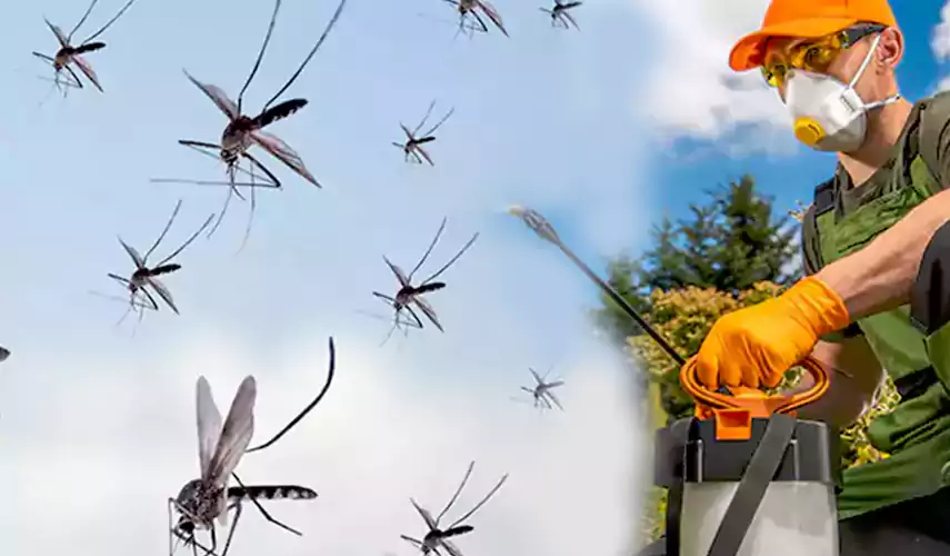 Mosquito Pest Control in Schertz, TX