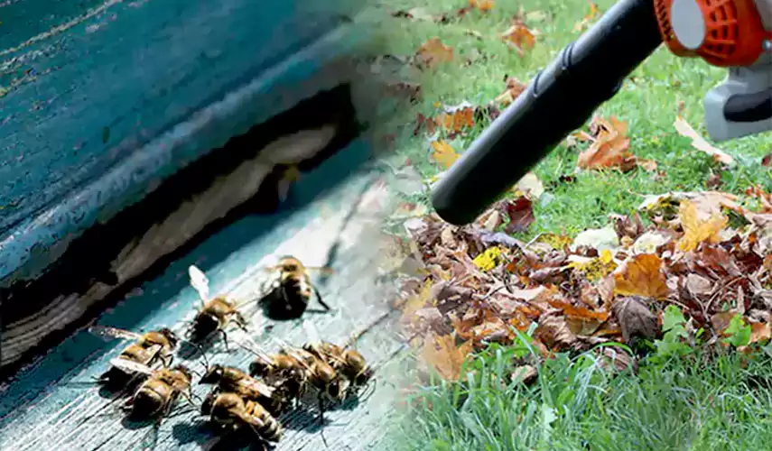 Wasps Pest Control Schertz, TX