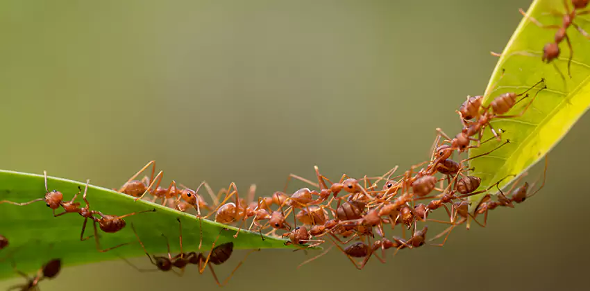 ant-control in Schertz, TX