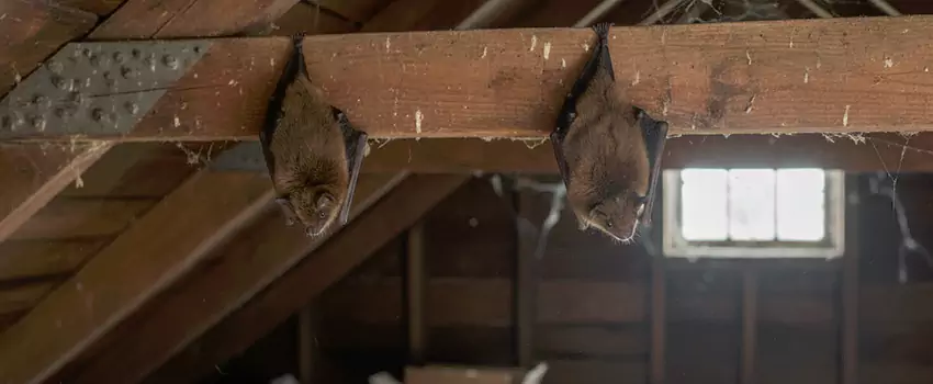 bat-exterminator in Schertz, TX