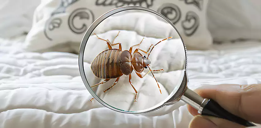bed-bug-pest-control in Schertz, TX