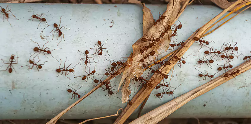 Fire Ant Extermination in Yards, Parks, and Outdoor Spaces Schertz, TX