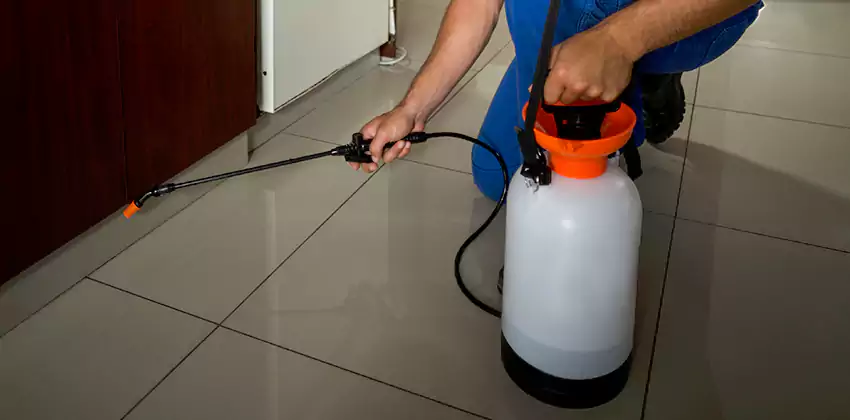 Commercial Pest Extermination for Offices in Schertz, TX