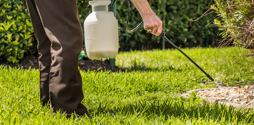 Grub Treatment for Bedrooms Schertz, TX