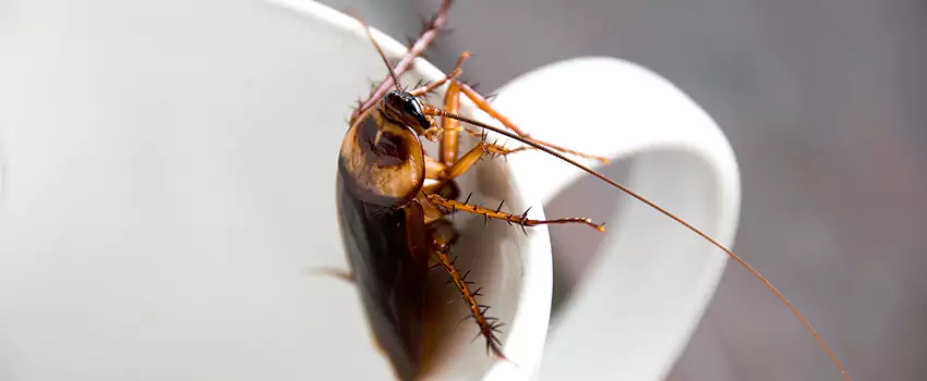 cockroach-treatment in Schertz, TX