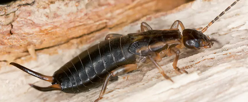 earwig-control in Schertz, TX