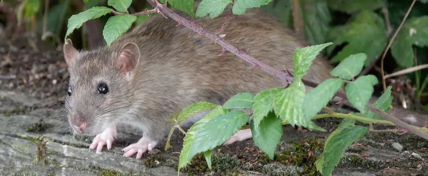 mice-control in Schertz, TX