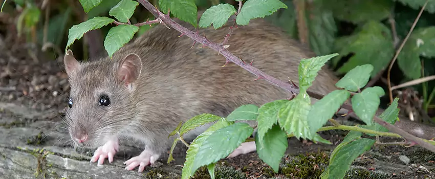 mouse-control in Schertz, TX