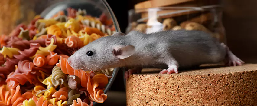 mouse-exterminator in Schertz, TX