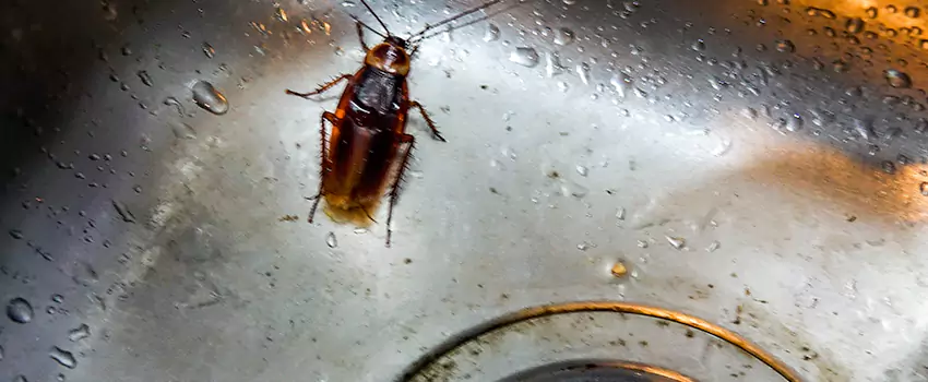 roach-control in Schertz, TX