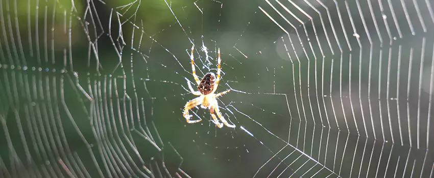spider-pest-control in Schertz, TX