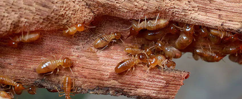 termite-treatment in Schertz, TX