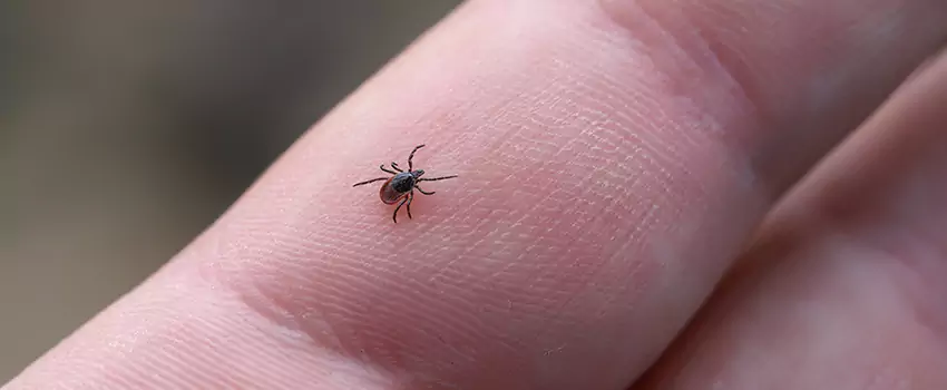 tick-control in Schertz, TX