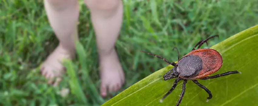 tick-treatment-for-yard in Schertz, TX