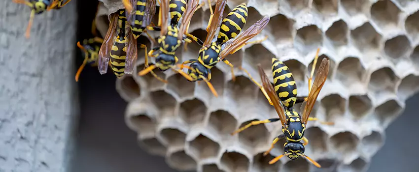 wasp-pest-control in Schertz, TX
