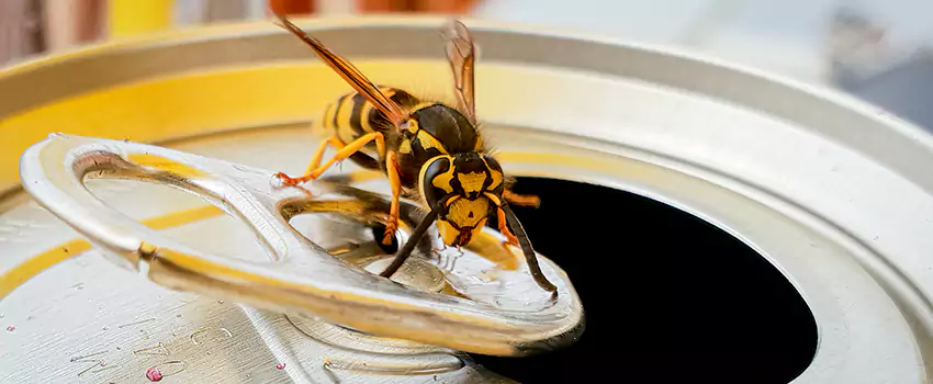 yellow-jacket-exterminator in Schertz, TX