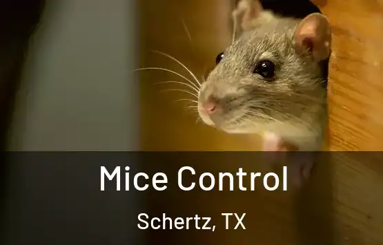  Mice Control Schertz, TX