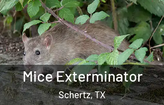  Mice Exterminator Schertz, TX