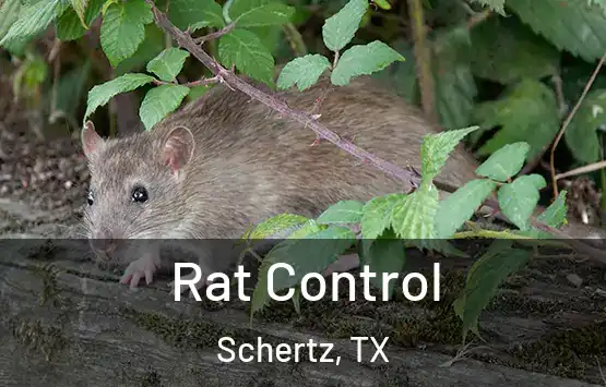  Rat Control Schertz, TX
