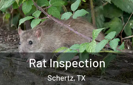  Rat Inspection Schertz, TX