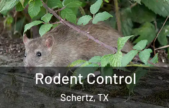  Rodent Control Schertz, TX