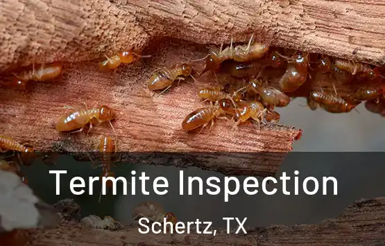  Termite Inspection Schertz, TX