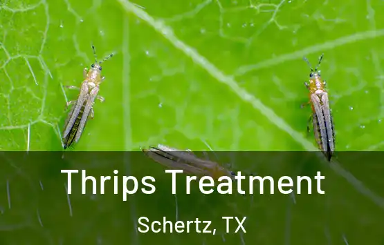  Thrips Treatment Schertz, TX