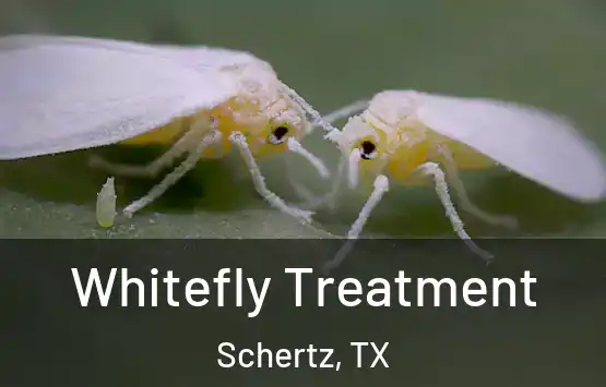  Whitefly Treatment Schertz, TX